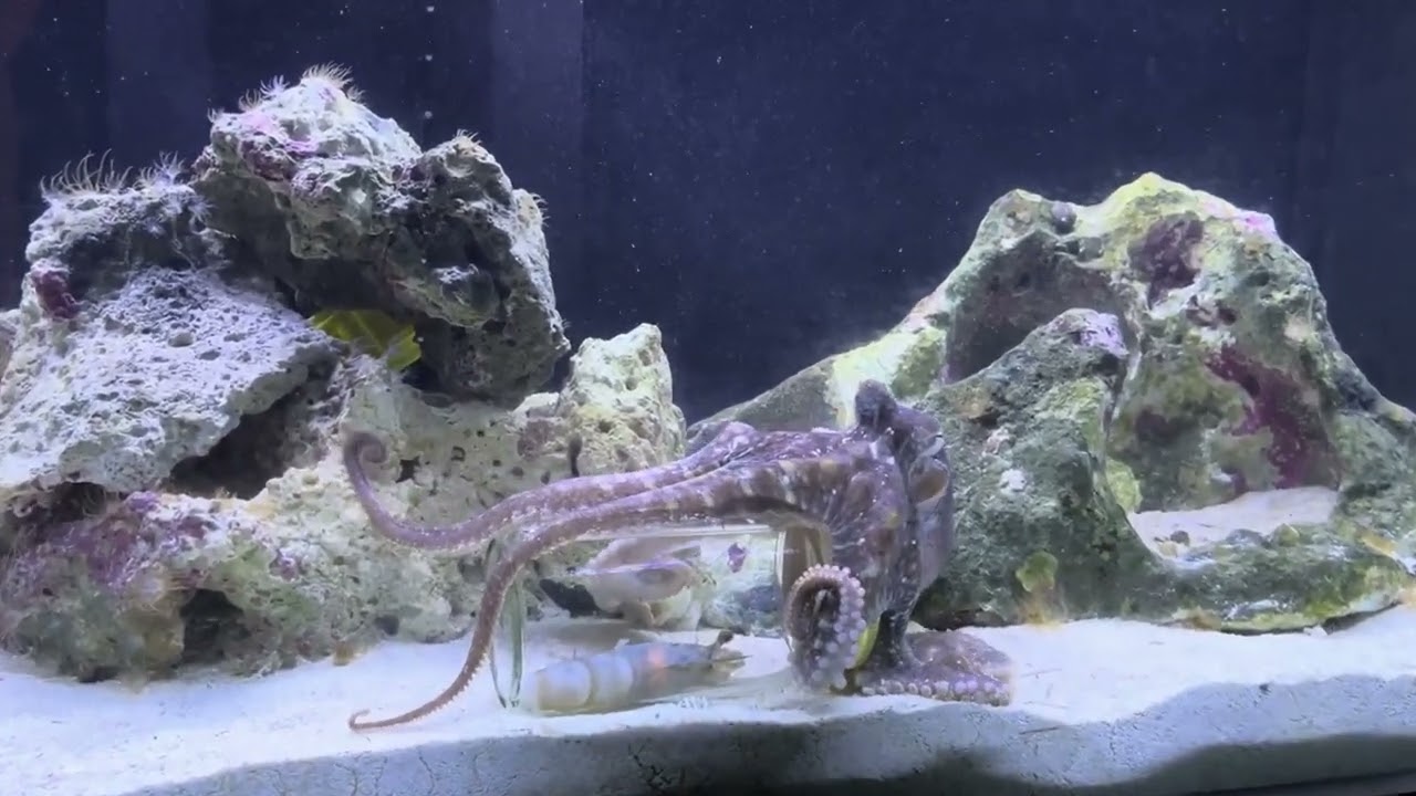 Mac the bimac octopus opens a jar