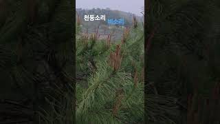 #비소리 #비 #천둥 #천둥소리 #봄비 #비소리asmr #장마 #폭우 #폭우빗소리 #빗소리 #빗소리asmr #비소식