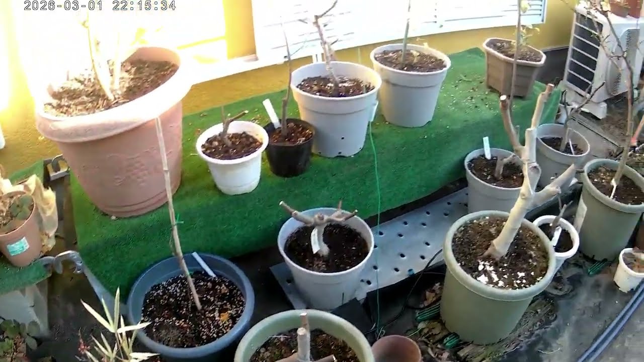 2026イチジクの様子１