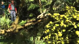 Lord Howe Island - The Last Paradise