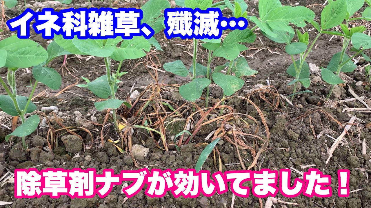 大豆に掛けたナブ乳剤が効いてきました！【2022年7月5日】 - YouTube