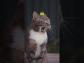 Do you think animals understand us more than we understand them? 🐱 Full story to follow🌍