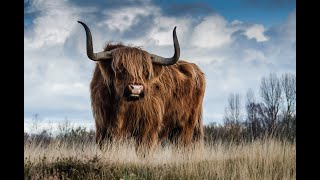 Bulls Grunting And Mooing Sound