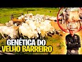A VACADA DE GENETICA DO VELHO BARREIRO