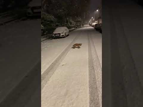 London snow fox