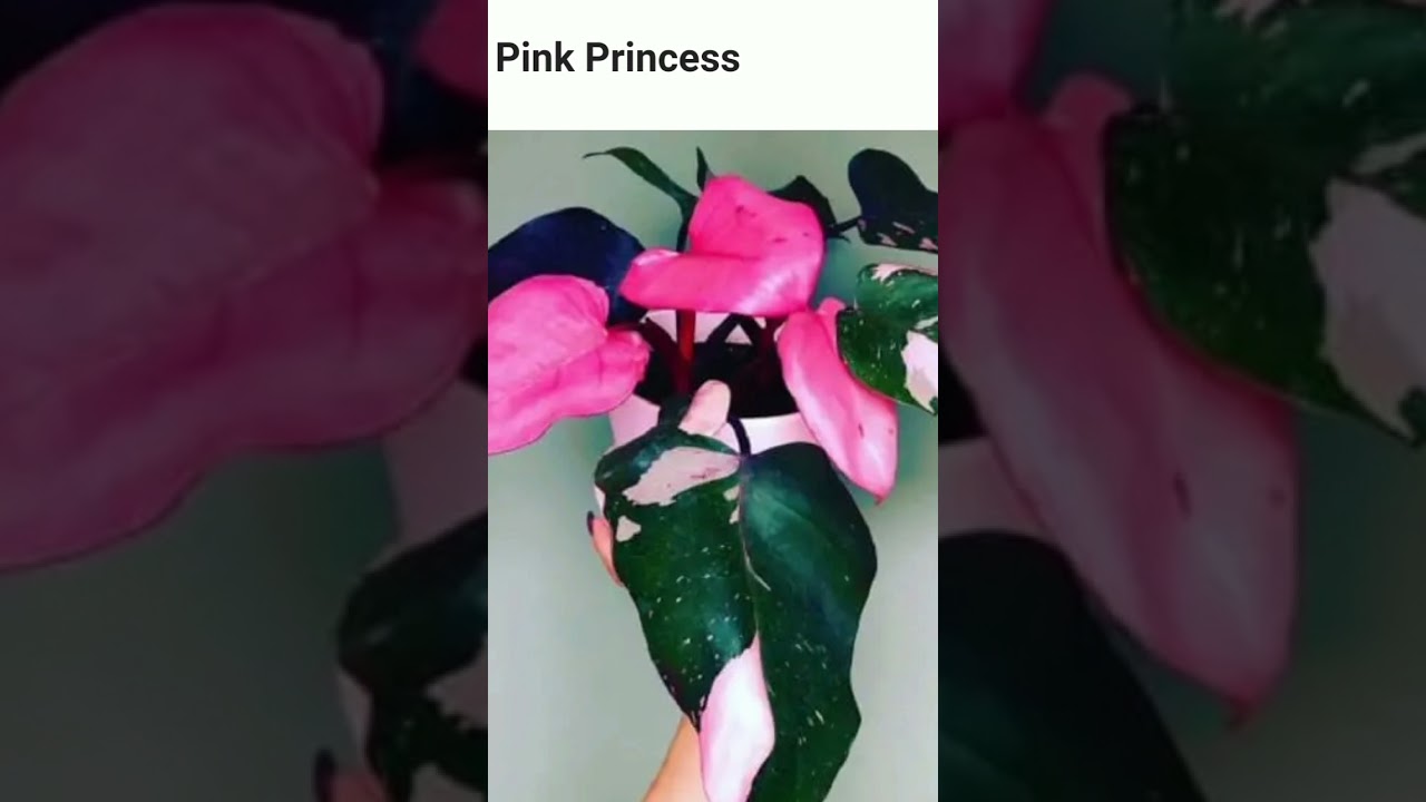 Pretty pink house plants