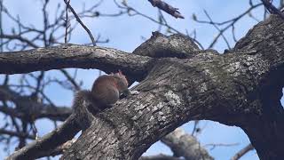 Grooming- Eastern gray squirrel