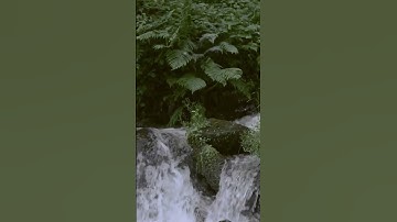 سورة الكرسي #القرآن_الكريم #سورة_البقرة #تلاوة #al_baqarah #koran #quran  #دعاء_الصباح