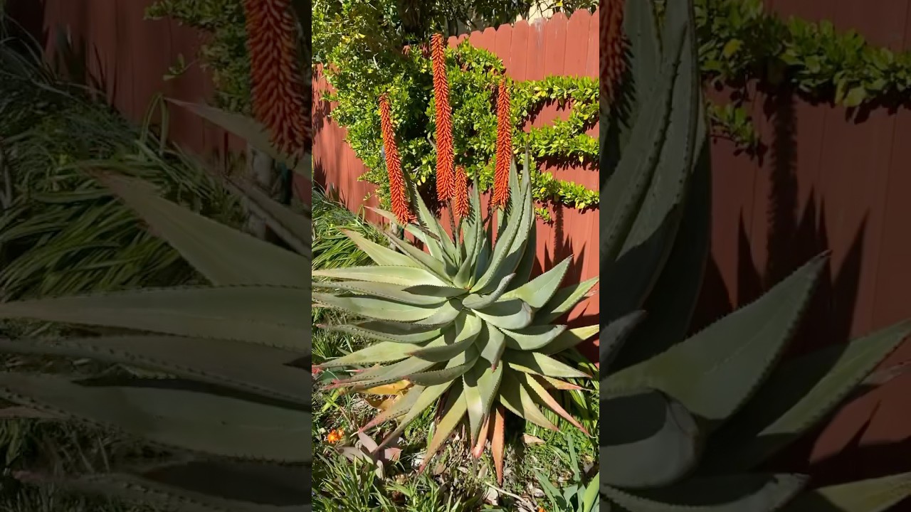 Aloe ferox and harlequin flowers
