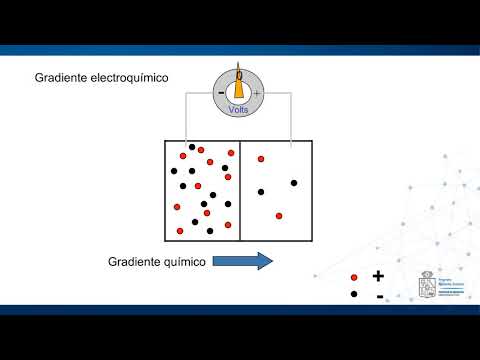 Excitabilidad y canales iónicos Parte 1