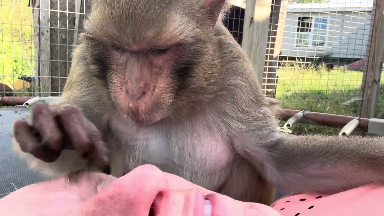 Macaque Monkey ASMR Daisy Mae