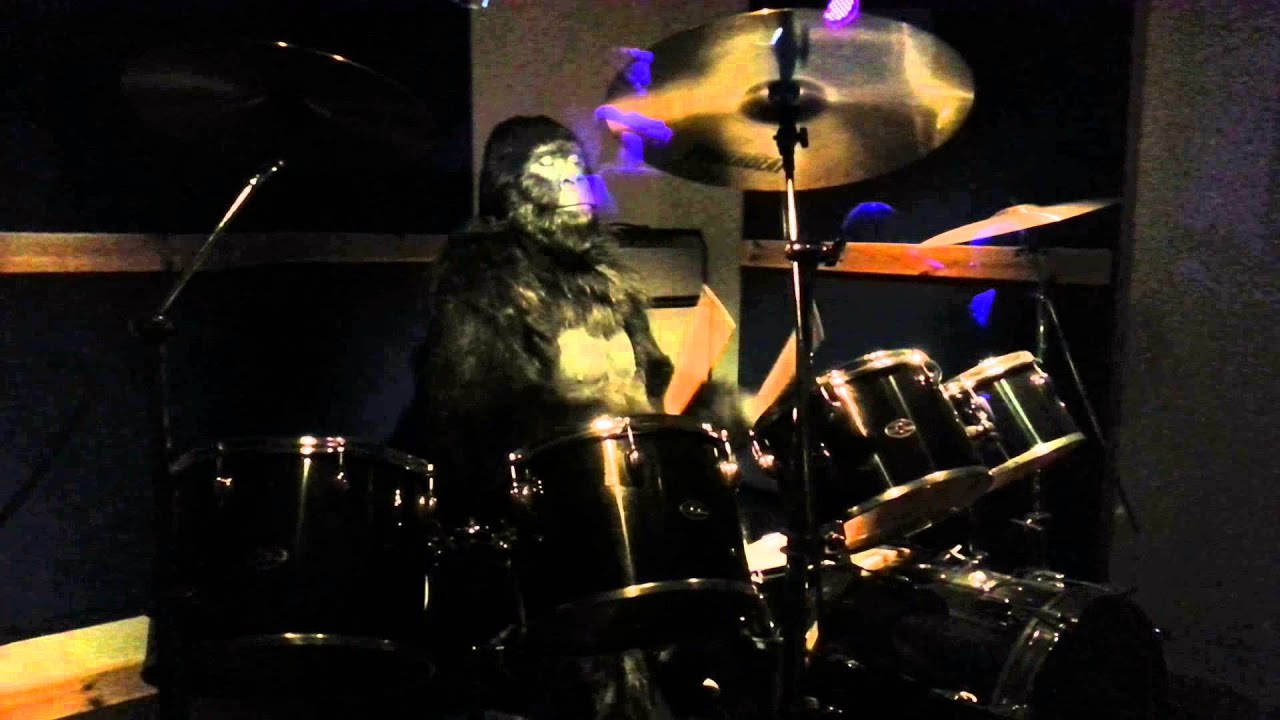 Cadbury's Gorilla playing the drums to Phil Collins at Cadbury's World