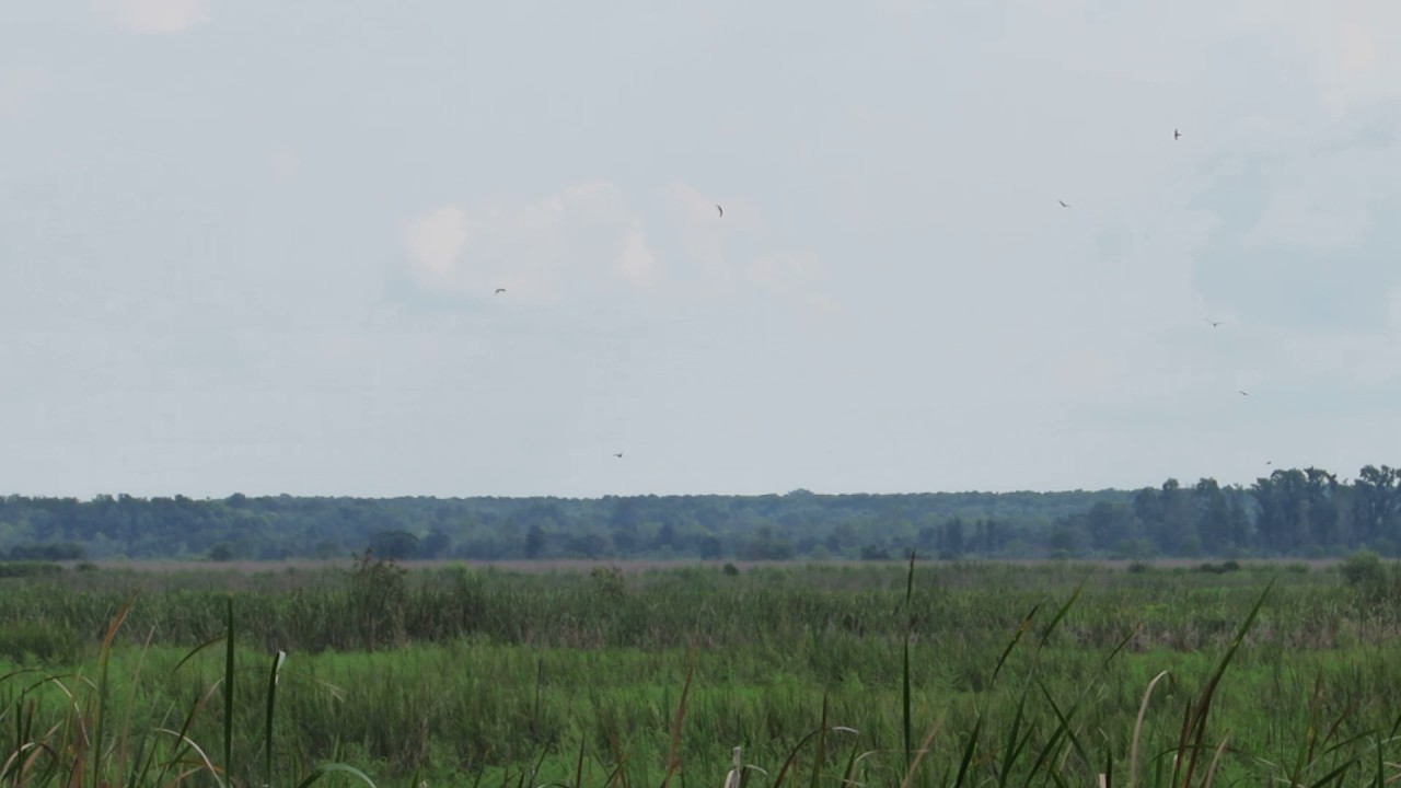 Common Nighthawks Feeding - Savannah NWR
