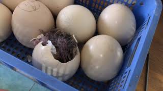 Туякуш (страус) тухумининг инкубатцияси. Процесс инкубации страусиных яиц.
