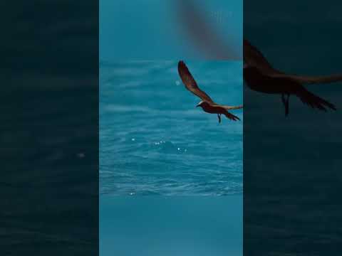 Этим чайкам лучше не садиться здесь на воду!
