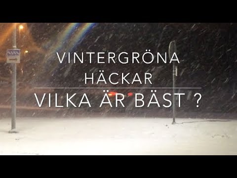 Video: Växande Vintergröna Och Vintergröna Växter