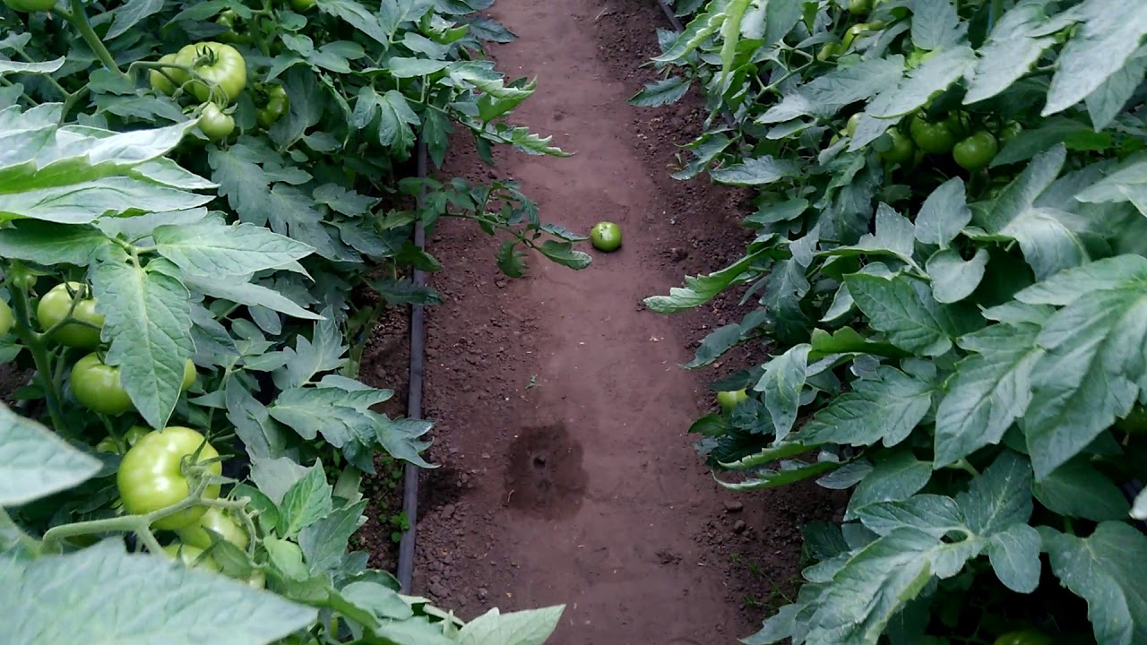 Гравитет 10.05.2019