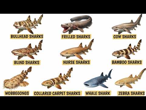 How Many Types Of Carpet Sharks Are There