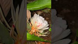 brahmkamal at my home