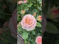 #shortsvideo #flowers