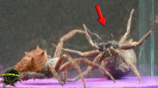 Encounter Between PREDATORS! SOLDIER Ant Befriends CRAB SPIDER