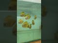 Yellow Diamond 💎 Discus 🎊 #music #aquarium #aquaticpets #fish #cat #fishtank #discusfish #fish