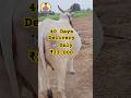 Cow For Sale Near Delivery | Just 40 Days Left | Best Price ₹33,000 #raithumitrudu