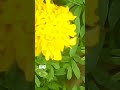 #Nature Beauty#trending  #youtubeshorts#kuttus And Mikkus vlogs