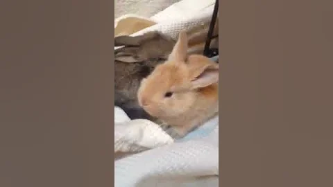 Scudderbunny Farm, Day 15 Flemish Giant baby bunni...