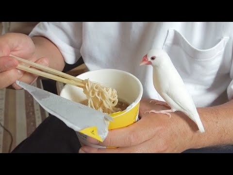ラーメンを狙う文鳥　Javasparrow