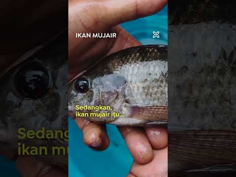 Bedanya Ikan Nila