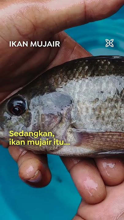 Bedanya Ikan Nila dengan Mujair