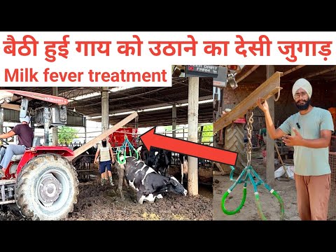 Homemade method to lift a sitting cow, Milk fever cow treatment, Cow lifting machine. Veer Dairy ...