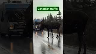 🇨🇦 You Know You're in Canada When You See This! 🦌 #canada #animal #moose #wildlife #travel #wildlife
