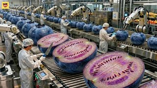How Blueberries Are Processed  | Inside a Modern Blueberry Factory