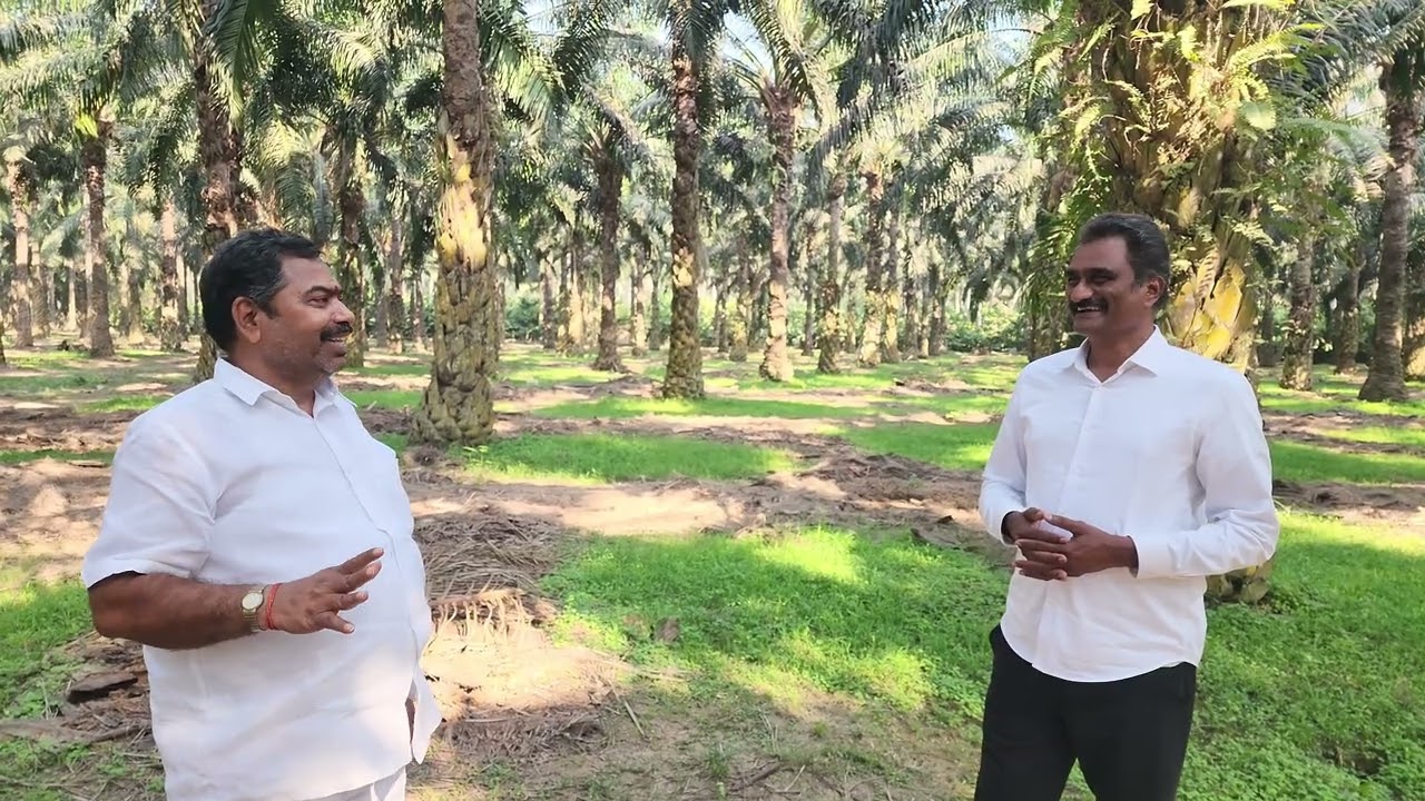 30 సంవత్సరాల అనుభవంతో చెప్తున్నా పామాయిల్ రైతుల పాలిట కల్పతరువు