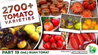 2700  JENIS TOMAT PART 19 | TOMATO VARIETIES | SOLANUM LYCOPERSICUM | VEGETABLE | FRUIT | BUAH