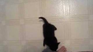 Micro kitty vs. the slipper