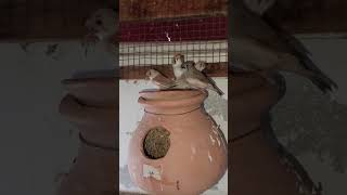 #viralshort# finch breeder pair#finch colony