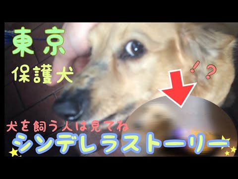 【保護犬】東京で保護したミニチュア・ダックスフンド／Protective dog dachshund