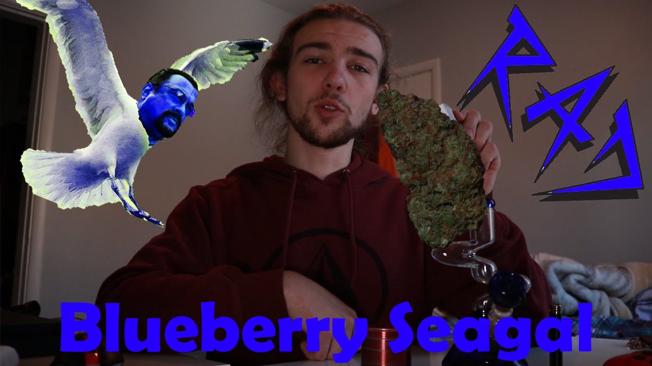 Blueberry Seagal By WeedMD | Recreational Marijuana / Cannabis Strain Review