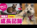 元野犬の子犬ポテの1年間〜大きくなるまでの成長記録〜