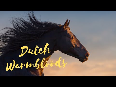 Βίντεο: Ολλανδική φυλή αλόγου Warmblood Hypoallergenic, Health And Life