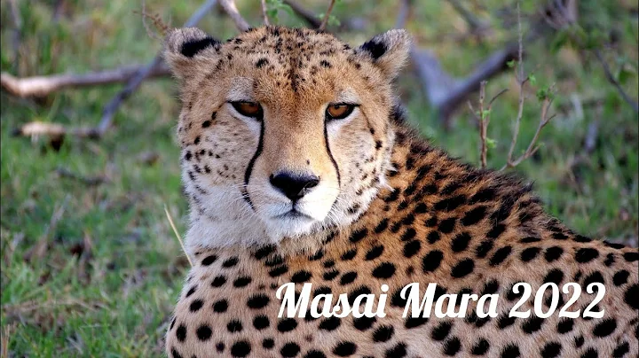 Spirit of Africa | Masai Mara 2022