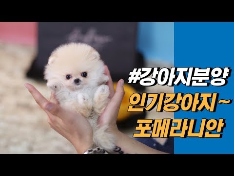 강아지분양, <strong>애견분양</strong> 추천강아지 포메라니안 Pomeranian