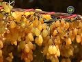 अंगूर की तुडाई और किशमिश बनाने की विधी - Harvesting of Grape and Resin Making