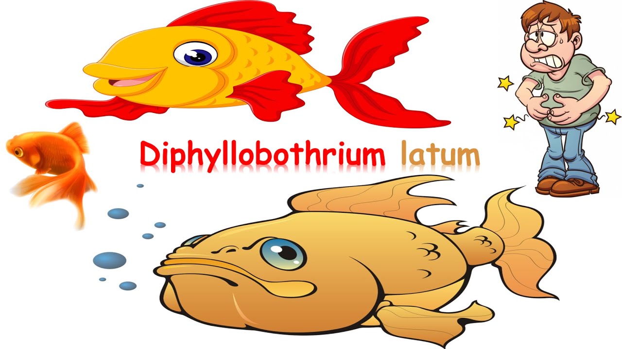 شرح Diphyllobothrium  latum (fish tapeworm)