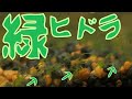 【閲覧注意】グリーンヒドラがやってきた!ブラインシュリンプの給餌を止めます【ふぶきテトラ】