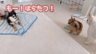 子犬にブチギレて床バンバンする姉チワワ
