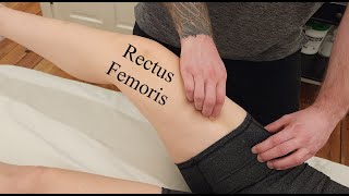Muscle Palpation - Rectus Femoris (Quadriceps) [ASMR] [NEW]